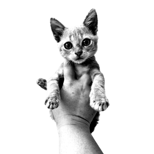 Adorable Kitten Held Gently In A Hand, Captured In Monochrome For A Classic Portrait. 16786 - Cat PNG image with transparent background